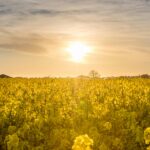 Pexels Mantas Hesthaven 46458 451572 150x150